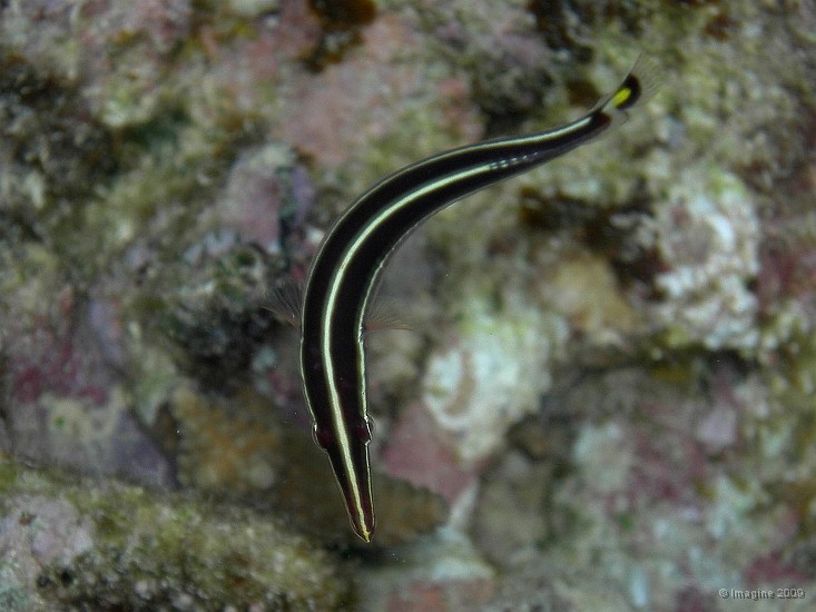 74- Poisson d'oursin.JPG